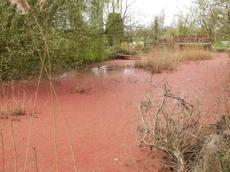 Pink weed on the  Stroudwater Canal at Framilode