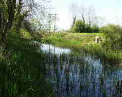 east of Wildmoorway upper lock in water - T&S Canal